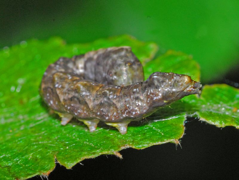 Un bruco ben mimetizzato: Thyatira batis - Drepanidae